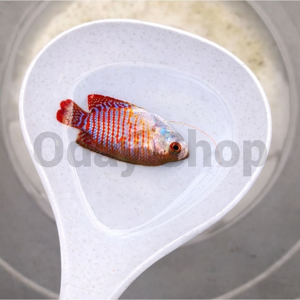 hiasan/dekorasi aquarium sepat ralis aquascape
