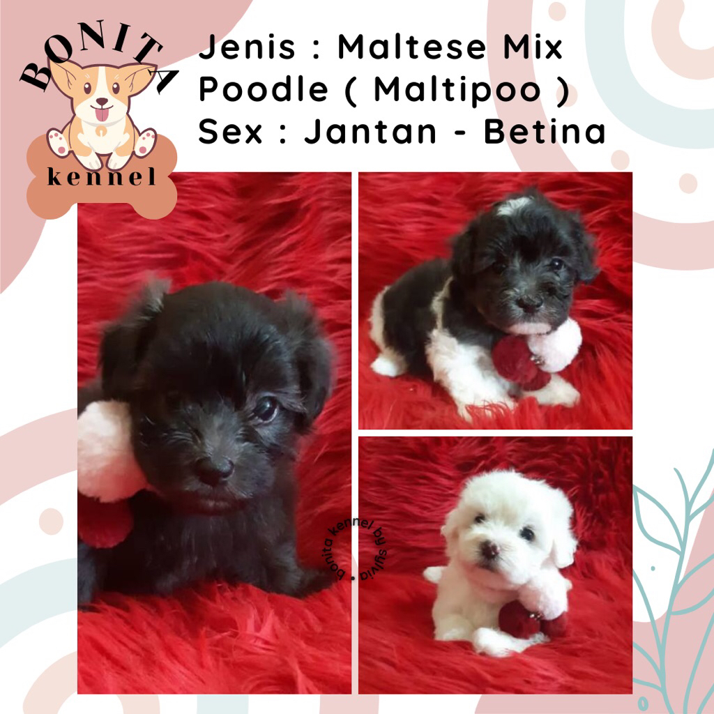 Maltipoo Maltese Mix Poodle Anjing Maltese Poodle Maltipo Jantan Betina