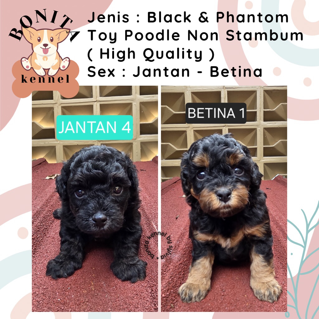 Phantom Black Toy Poodle Non Stambum Anakan Anjing Poodle Putih
