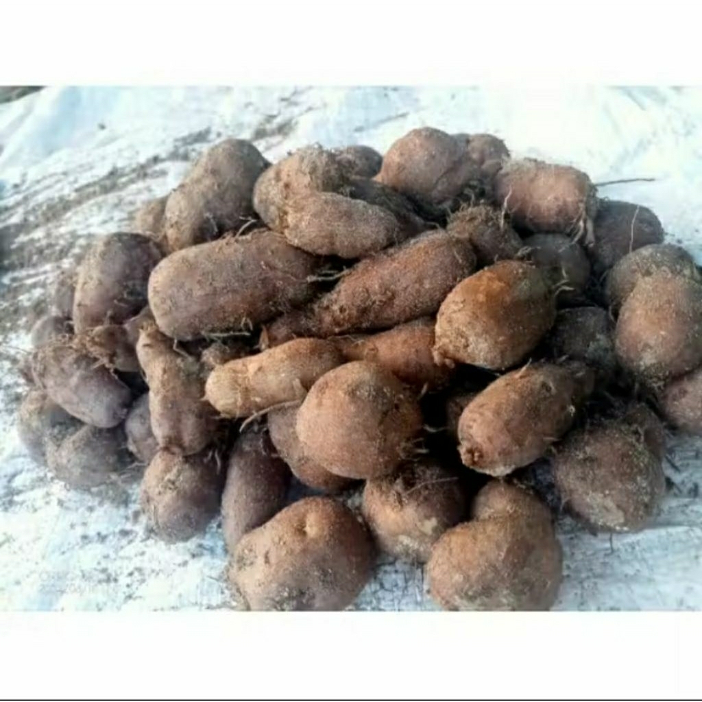 KENTANG HITAM/KENTANG IRENG 500GRAM