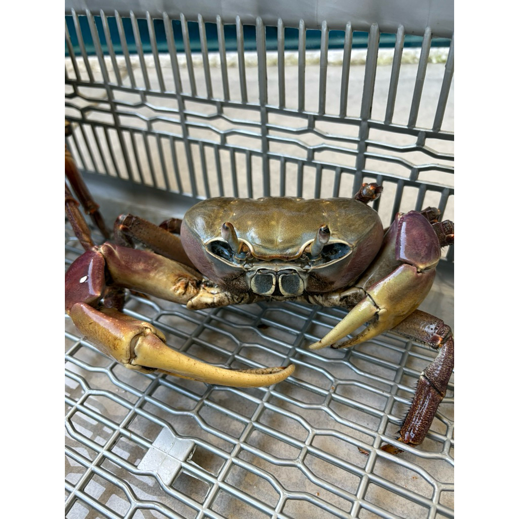 kepiting carinfex jumbo