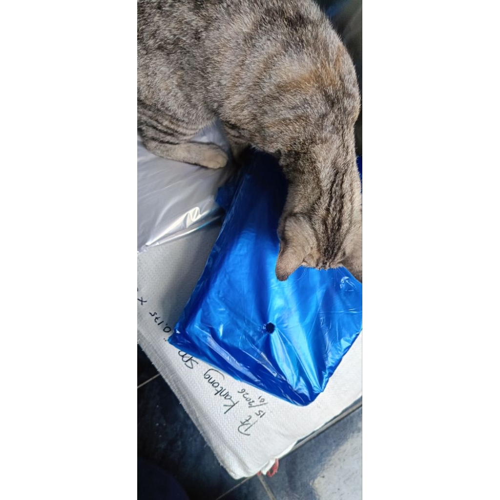 BRONGSONG PISANG Cavendish