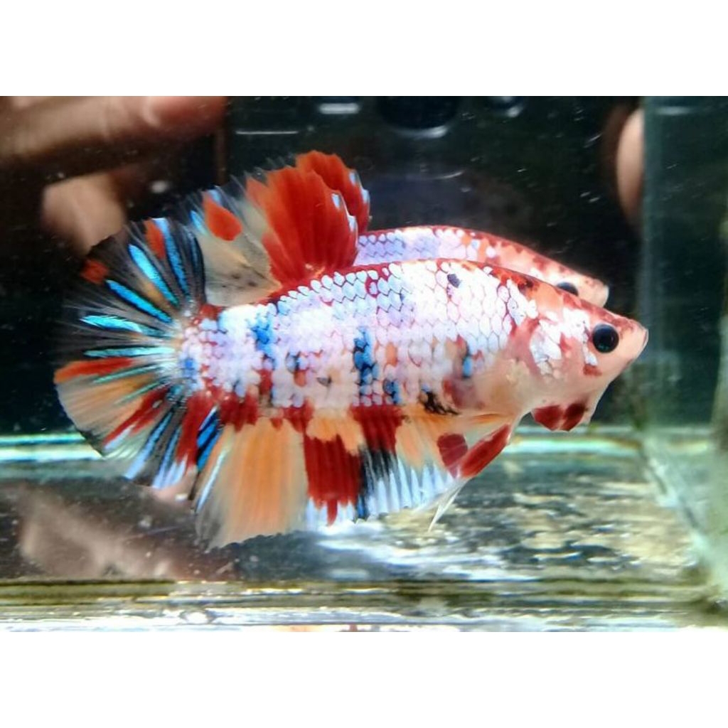 Hiasan Dinding Kamar Nemo Candy MultiColor