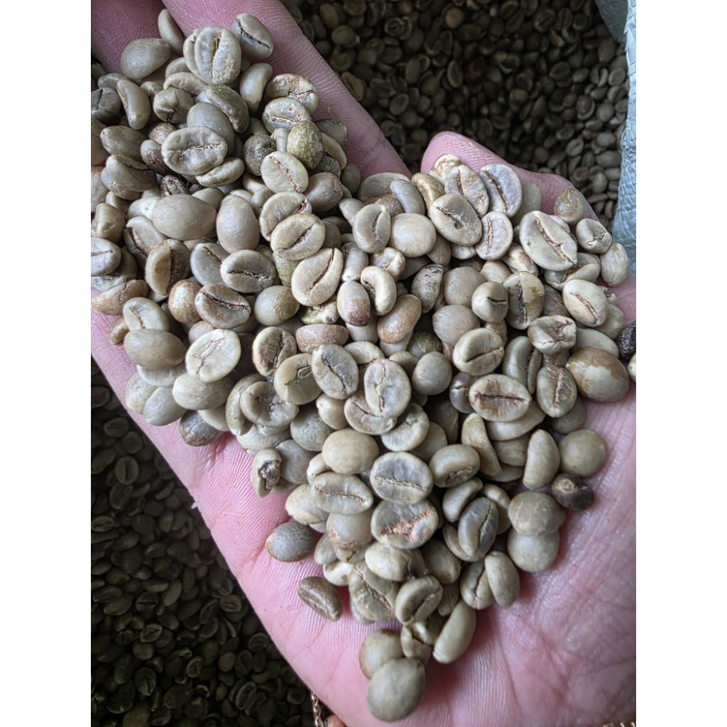 Robusta ijen '25