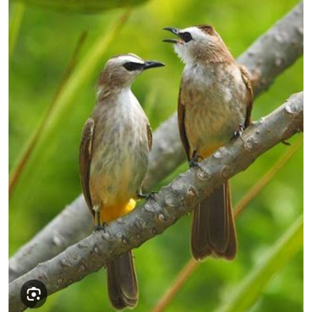 trucukan kebo satu jodoh siap produksi