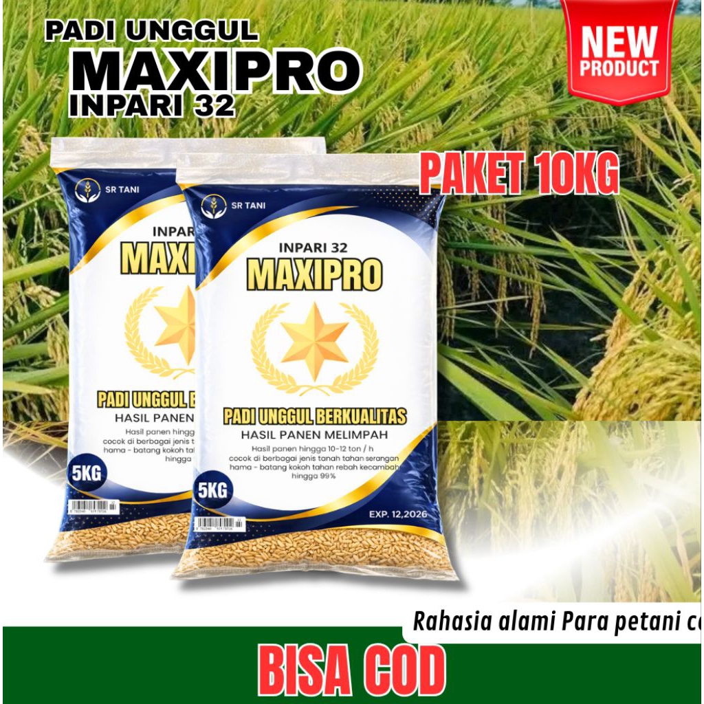 BENIH PADI UNGGUL MAXIPRO INPARI 32 MAXIPRO BERKUALITAS
