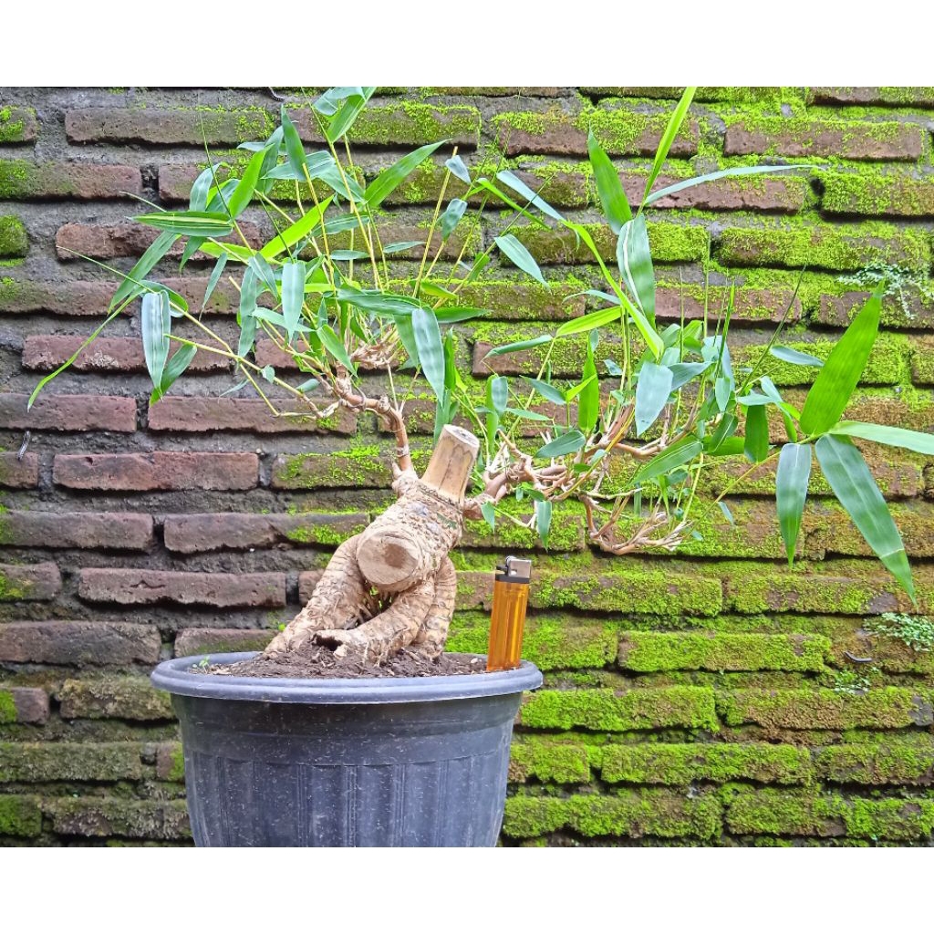 Bonsai bambu kuning