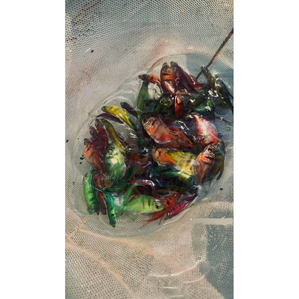 TETRA GLOFISH TIGER BLACK STRIPES BERGARANSI