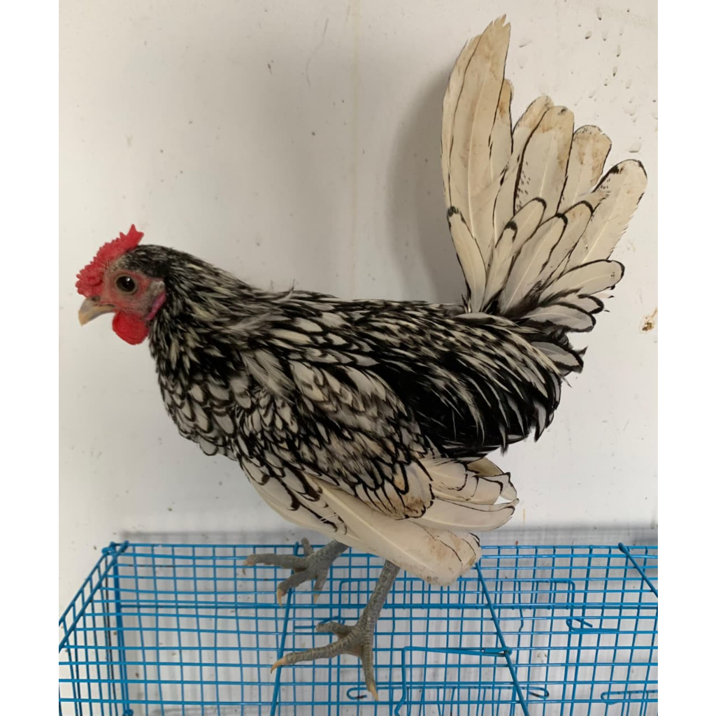 Ayam kate batik anakan Ayam batik Dewasa Ayam kate hias peliharaan