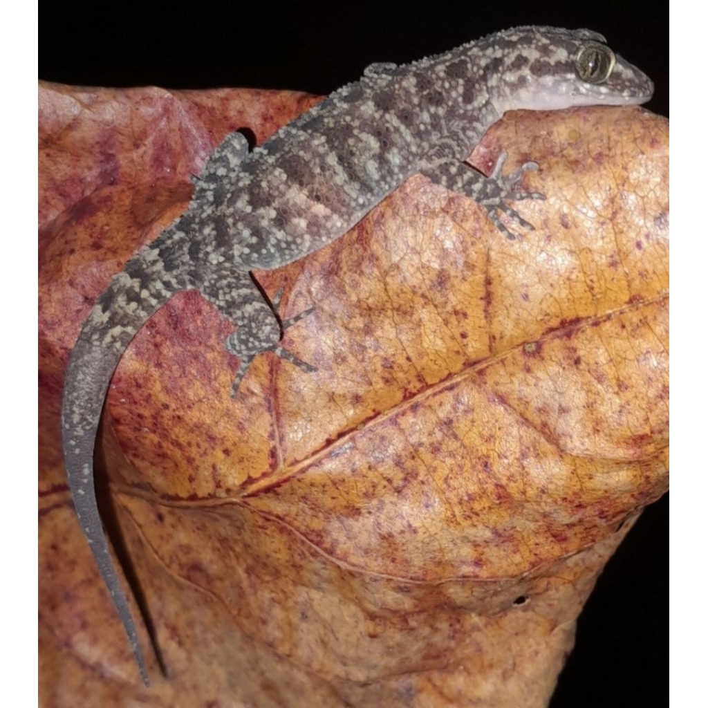 Cicak batu (Cyrtodactilus Marmoratus)