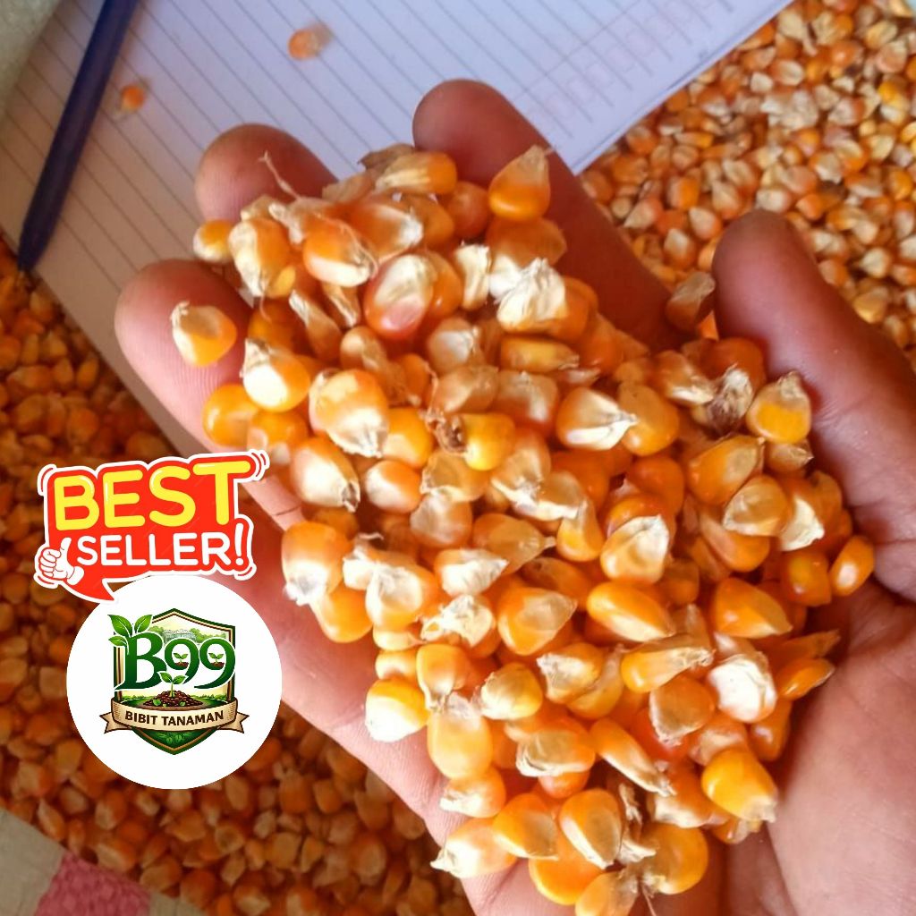 Jagung Pipil Kering 1 kg | B99 | Berkualitas