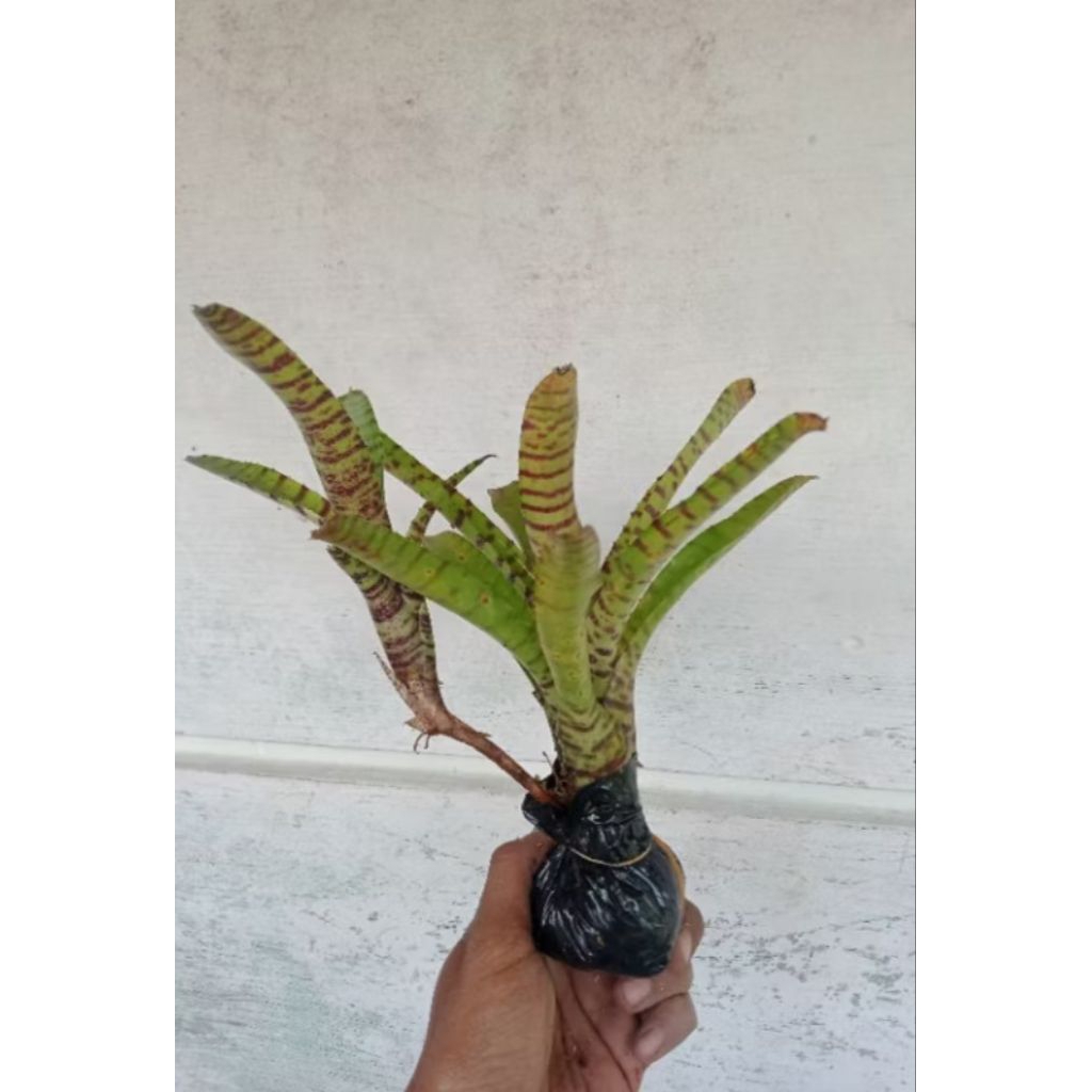 Tanaman bromelia fireball tiger cub