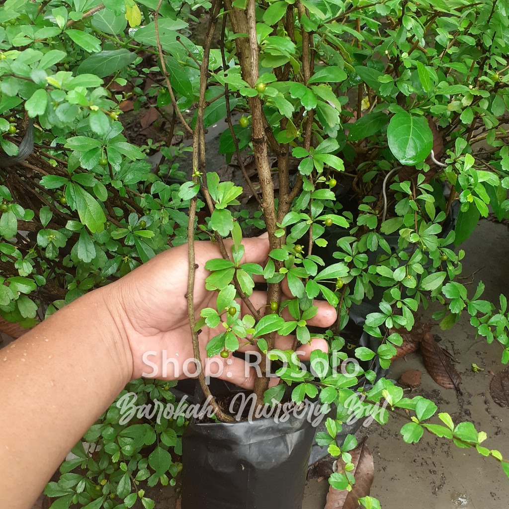 Hokianti Bahan Bonsai Kelingking Dewasa Up asal cangkok Hokiantea Buah Carmona Ehretia microphylla