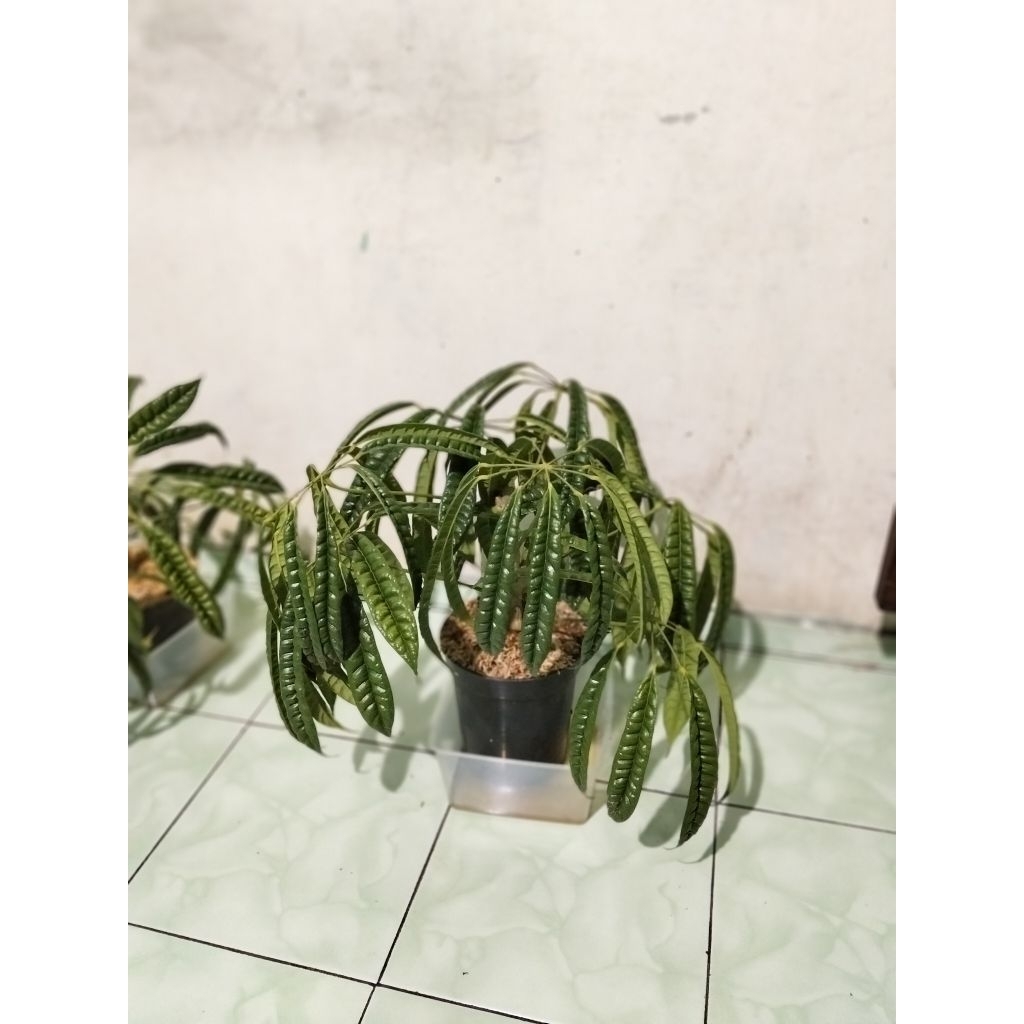 Schefflera albido bracteata (Walisongo pete)