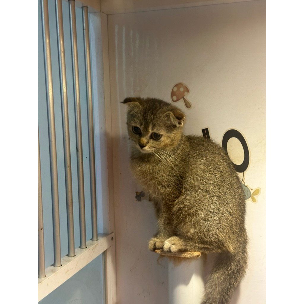 kucing scottish fold golden black ny25 jantan 3 bulan