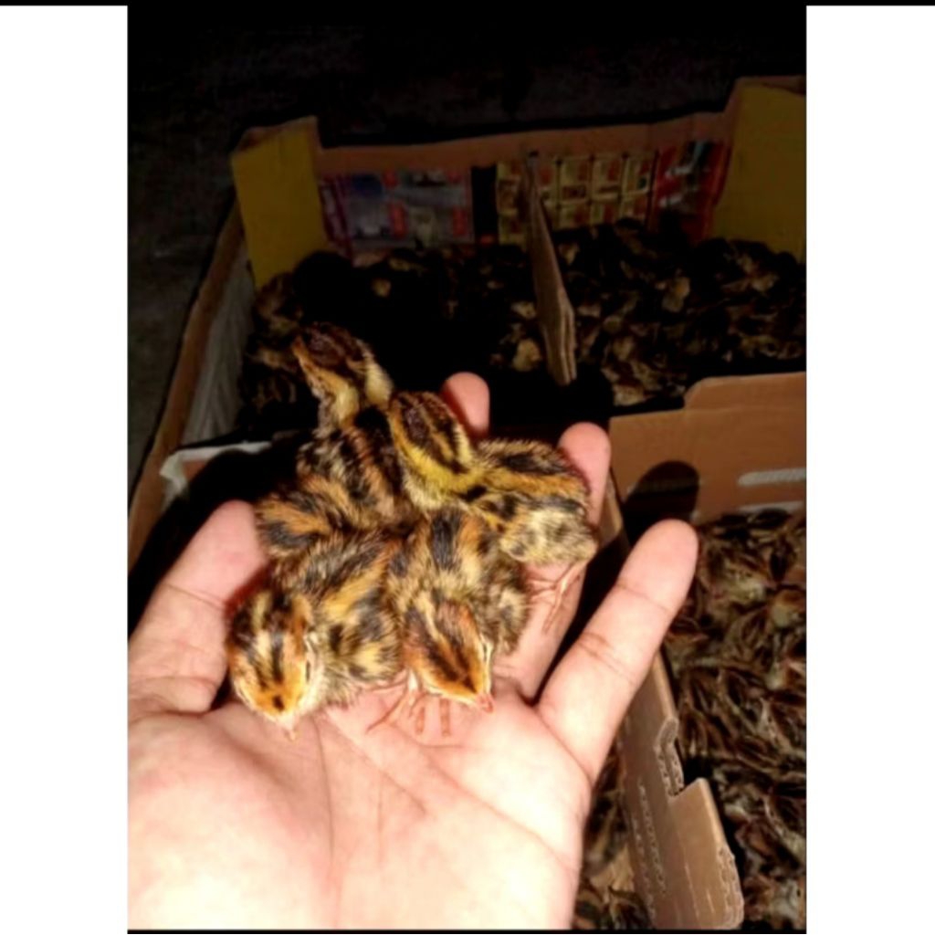 Puyuh doq puyuh pakan frozen