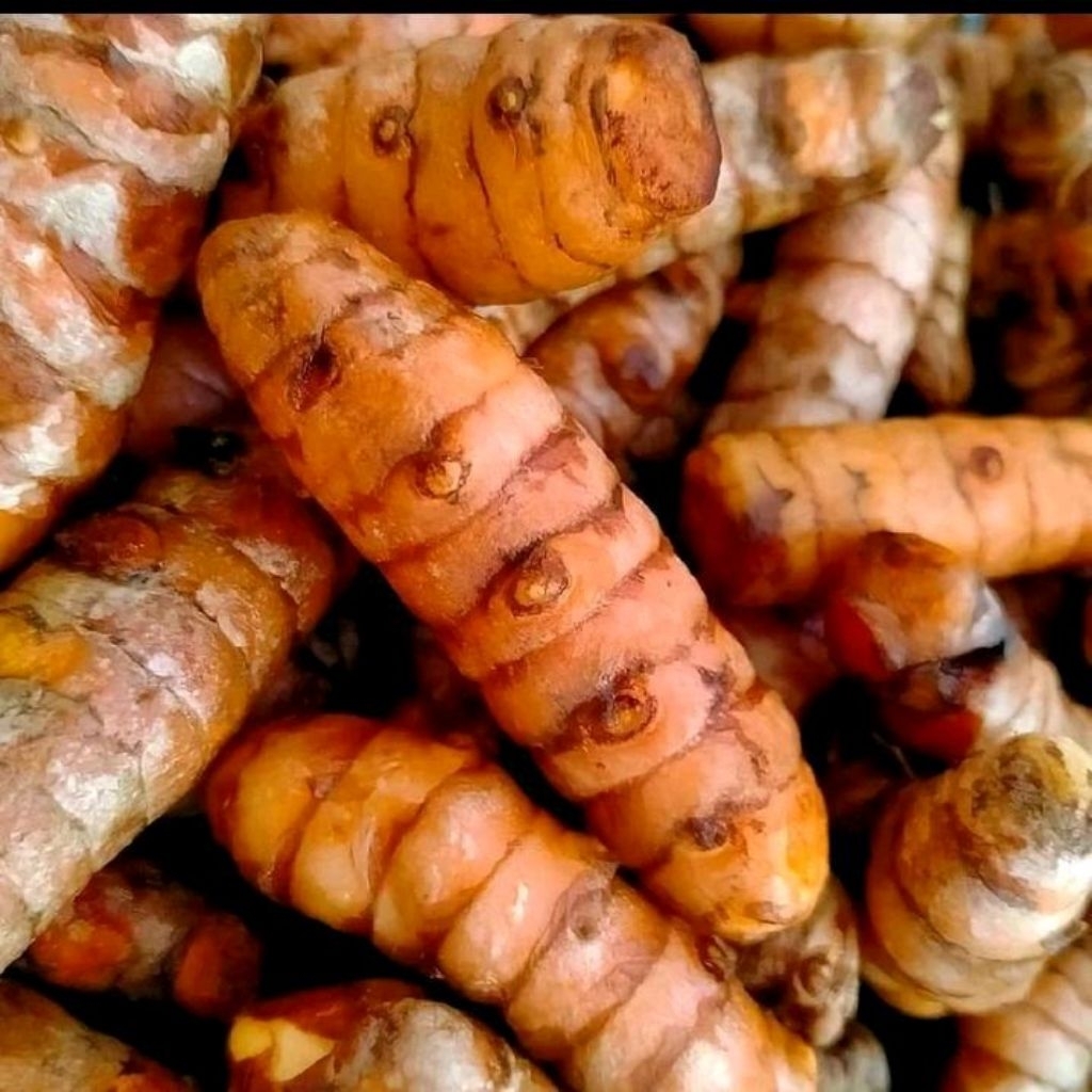 kunyit kuning 1kg kunyit segar