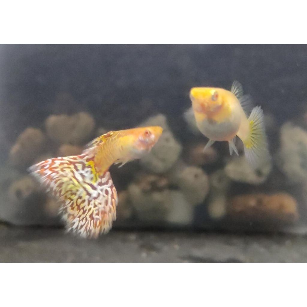 Hiasan akuarium ikan hias guppy Albino yellow cobra (sepasang) aquascape sby