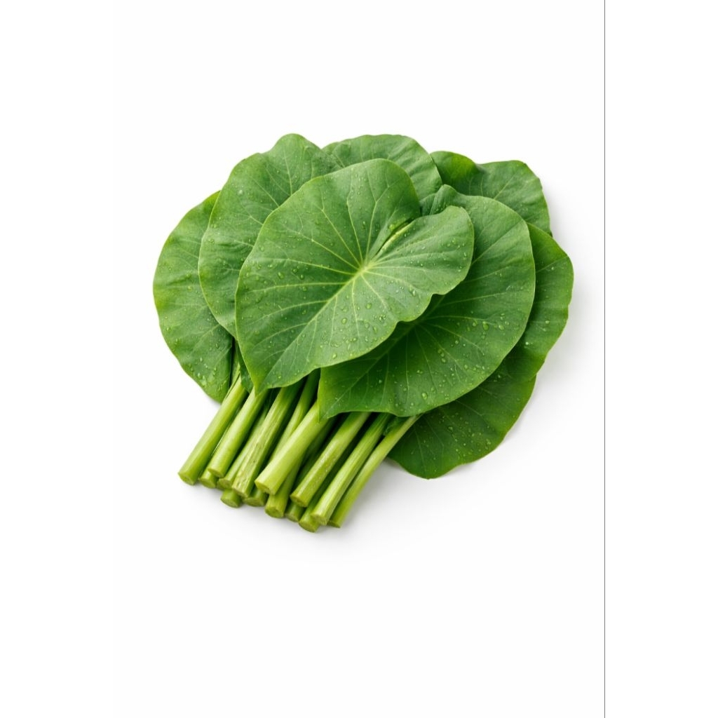Daun Talas Fresh 10 Lembar – Daun Talas Serbaguna Untuk Masakan, Pakan Ikan, dan Bahan Rokok