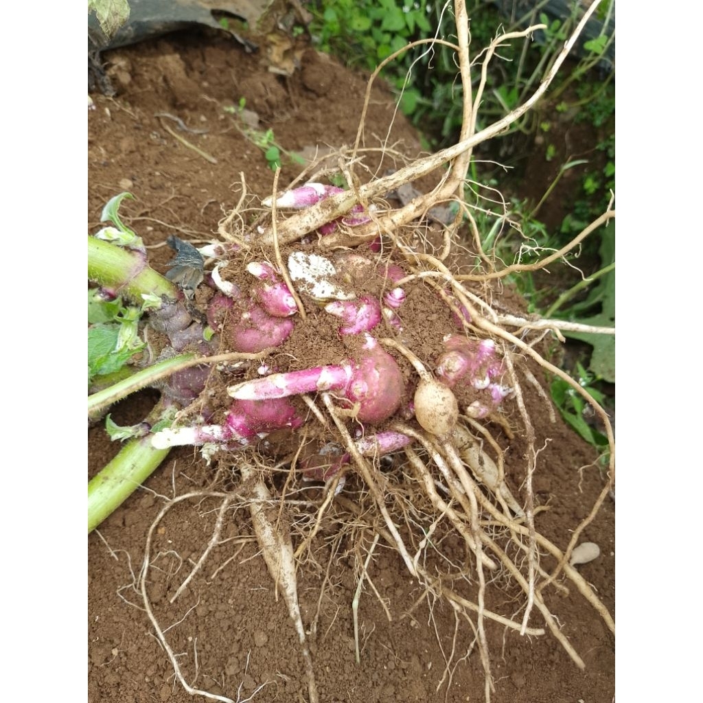 Bibit Umbi Yakon Bertunas segar termurah asli dari dieng
