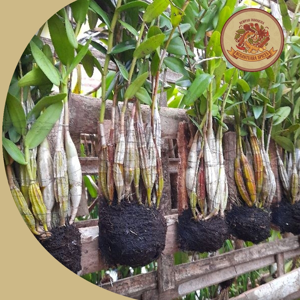 Anggrek Dendrobium Merpati Dewasa Rimbun