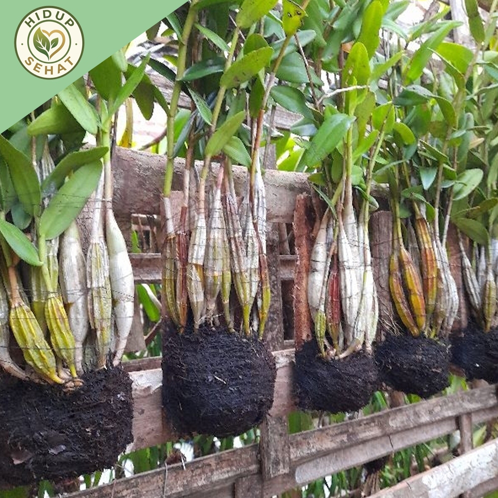 Anggrek Dendrobium Merpati Dewasa Rimbun