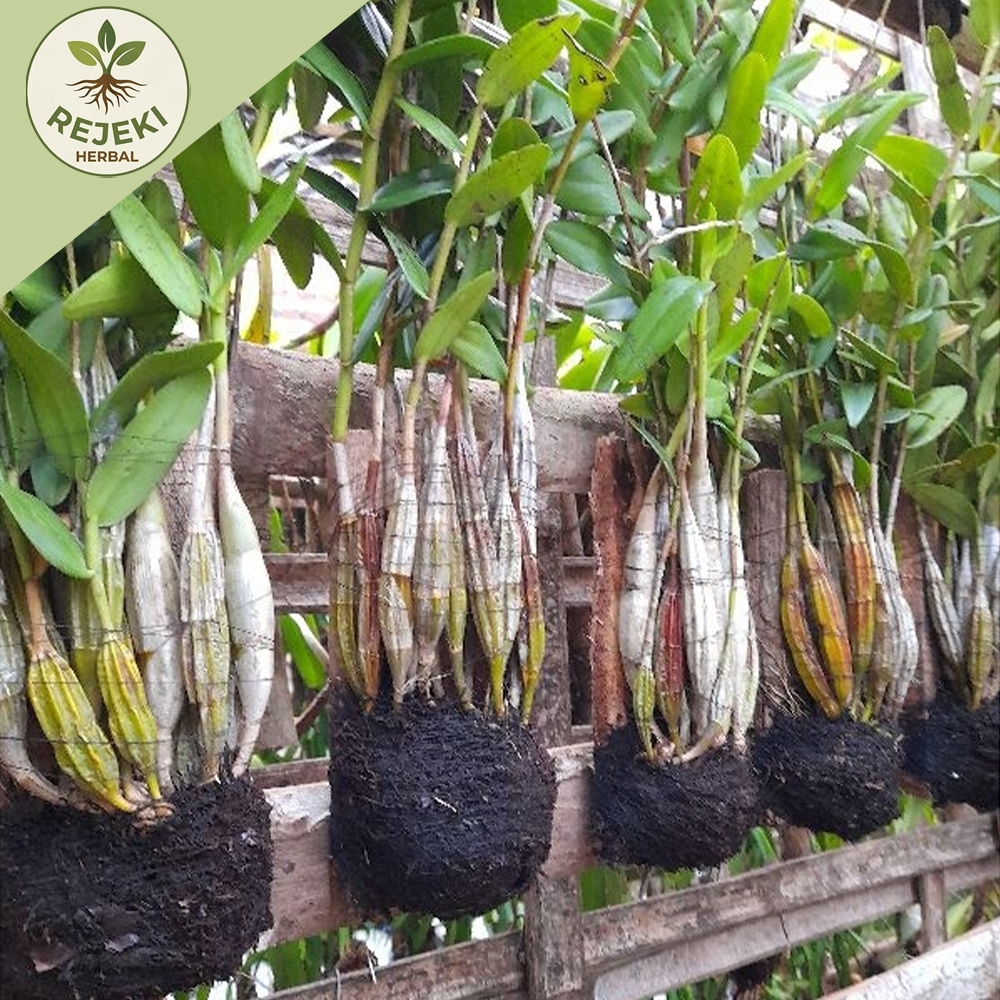 Anggrek Dendrobium Merpati Dewasa Rimbun
