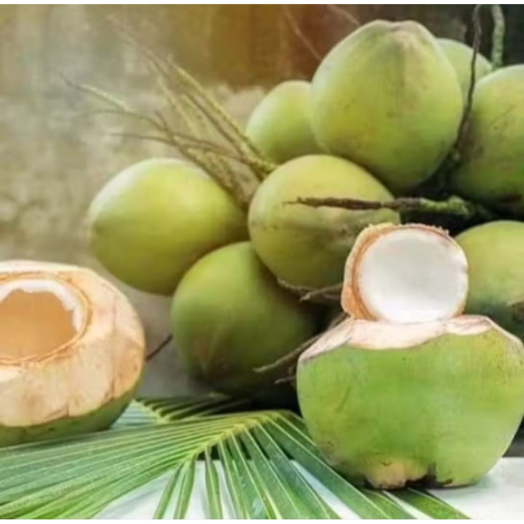 Degan buah kelapa muda GENJAH ENTOK HIJAU, utuh 1 biji fresh segar herbal berkhasiat
