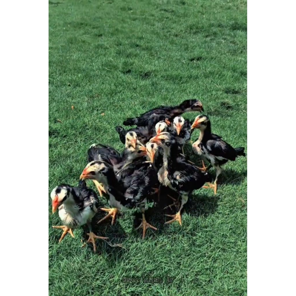 AYAM PAKOY ORI TULANGN TEBAL