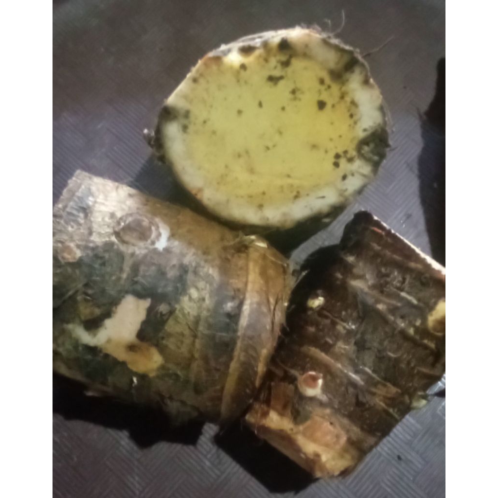 talas beneng per 1 kg