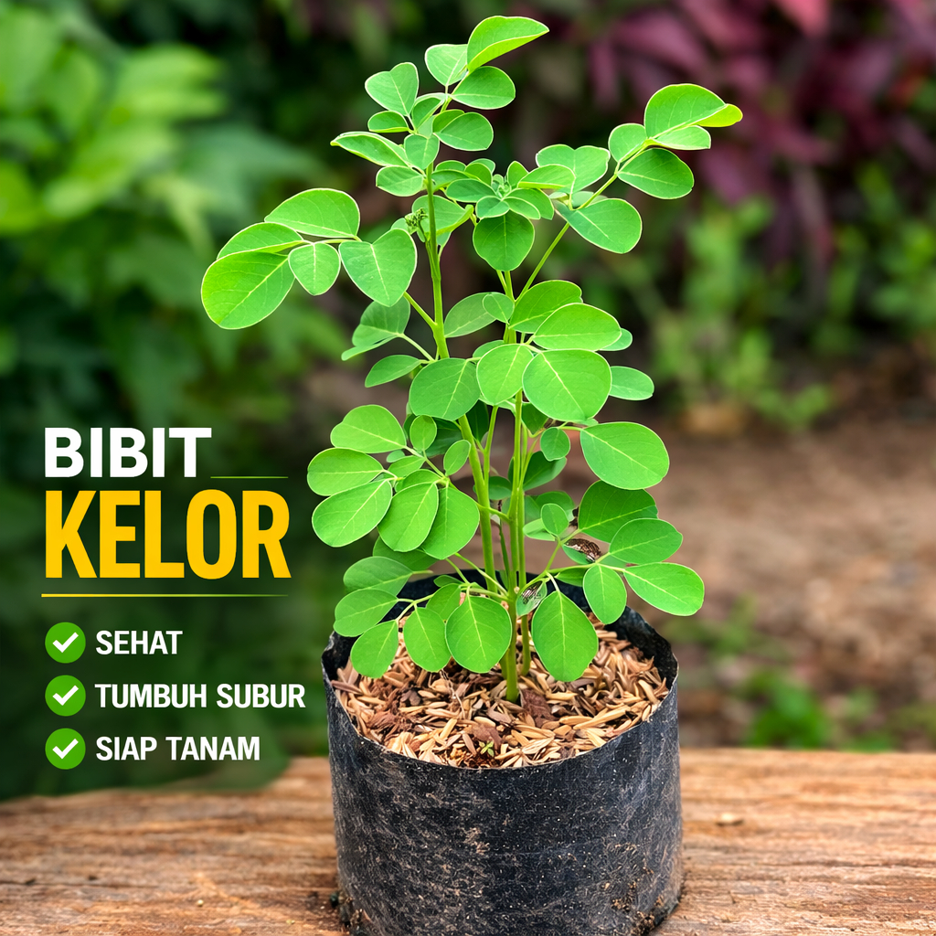 bibit Tanaman daun kelor tanaman kelor daun kelor