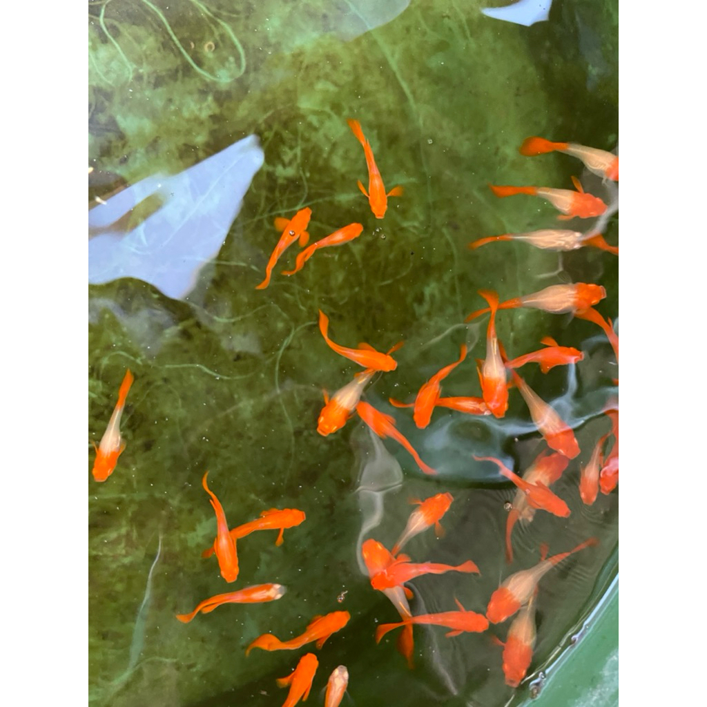 Guppy Albino Koi red ear/ pasang