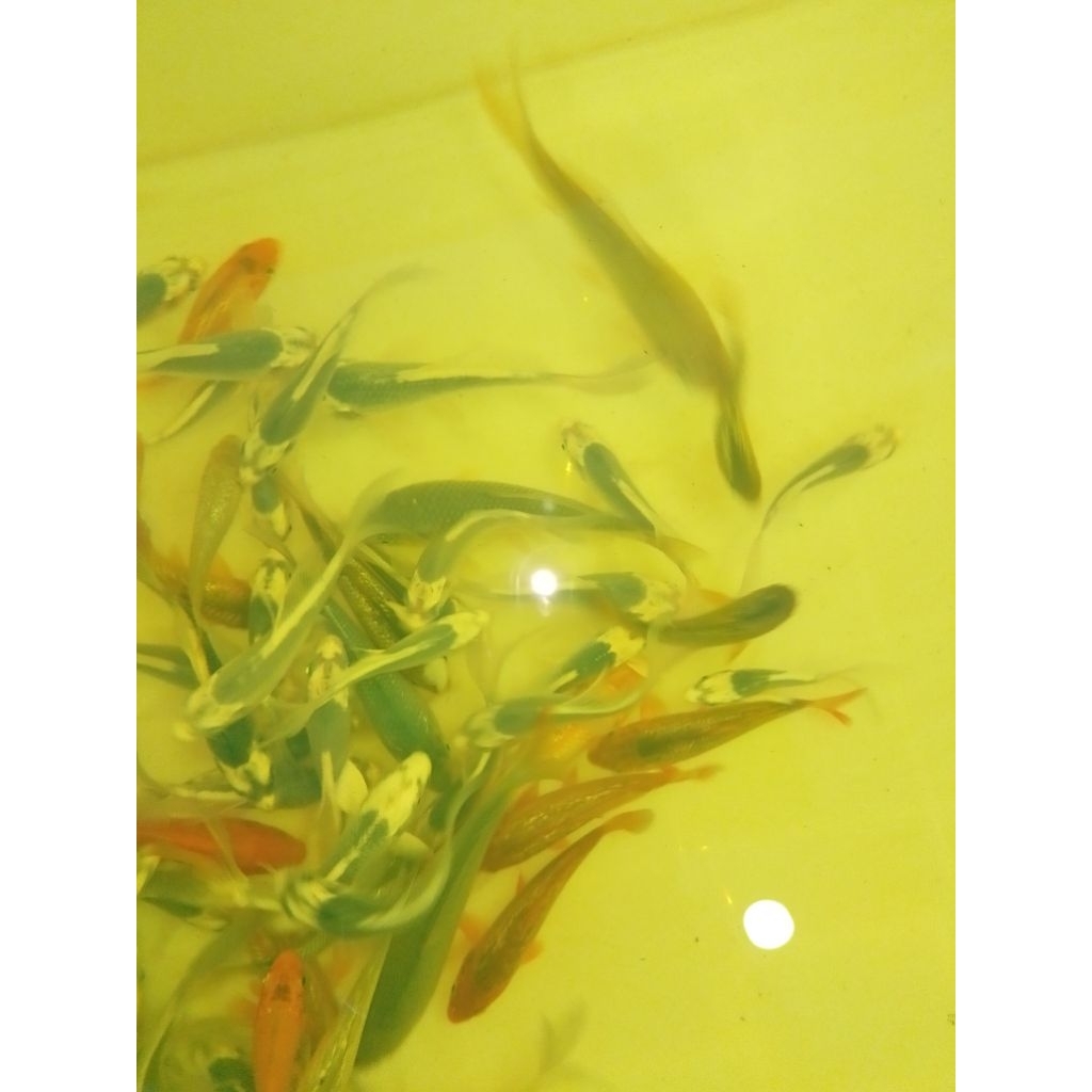 Ikan koi jenis Slayer Kabuto ukuran 10-12cm