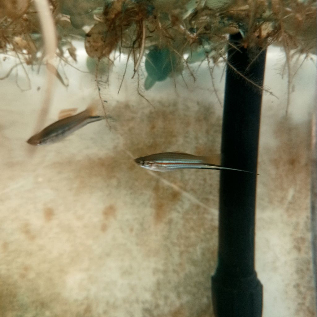 ikan hias platty ekor pedang hijau jantan & betina platty swordtail