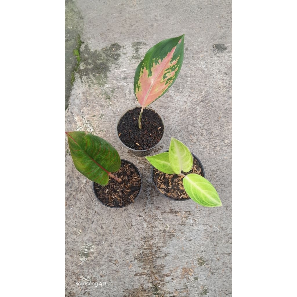 Paket 3 Baby Aglonema 75K = Kresna golden, Sultan Brunei/SB, Claudia