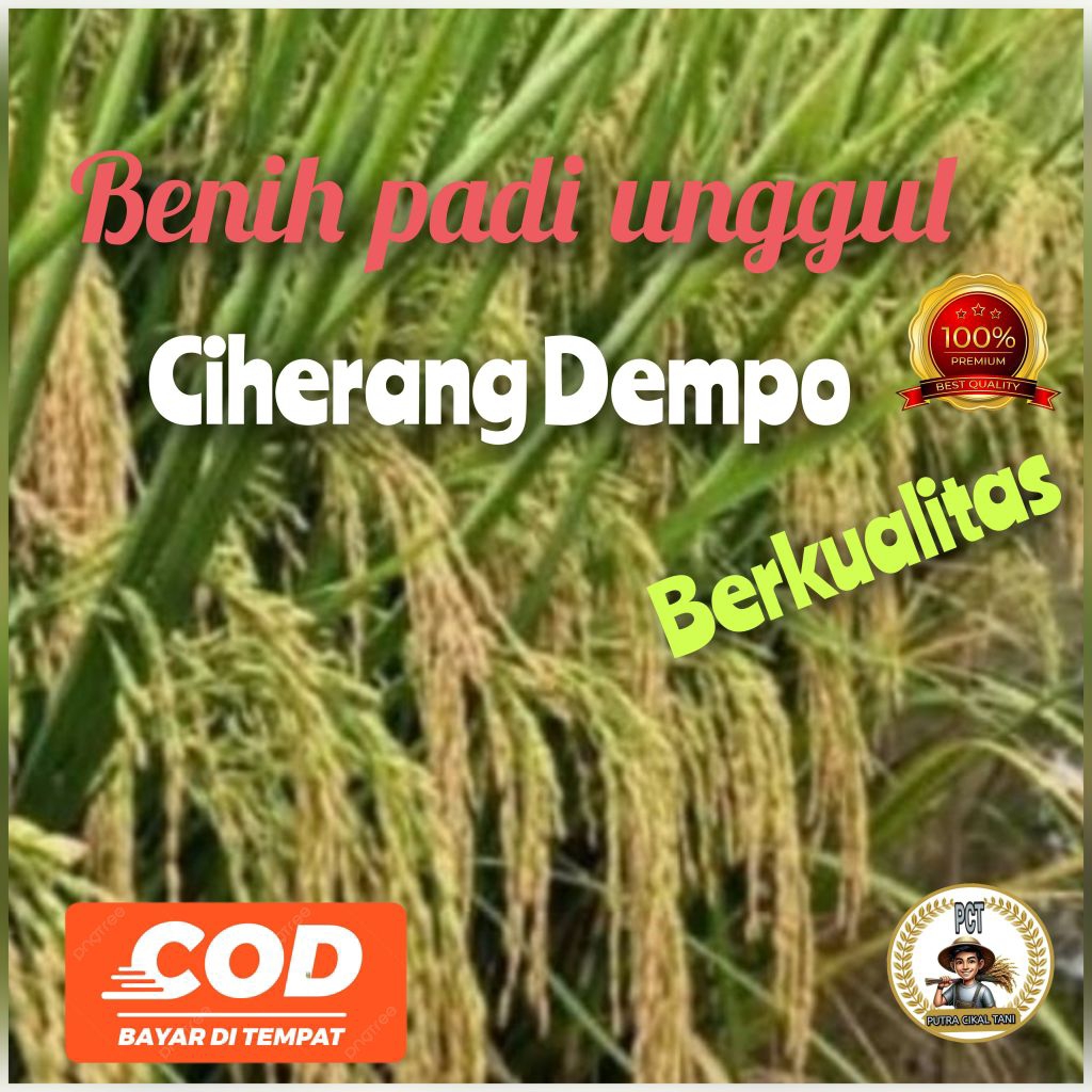 (1kg) benih padi Ciherang Dempo kualitas unggul