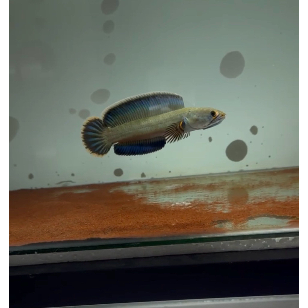 Blue Bengal/Channa Import India