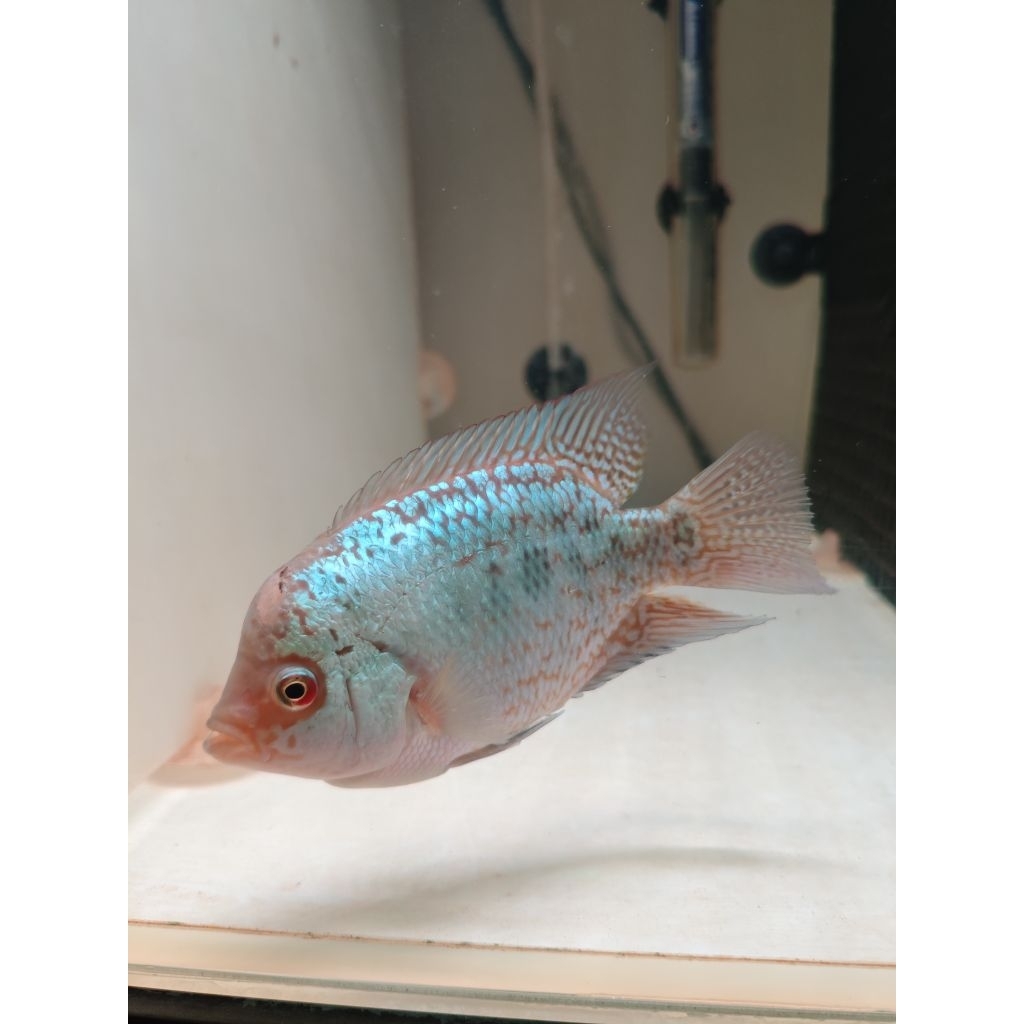 Louhan Kamfa F2 13cm Import Thailand