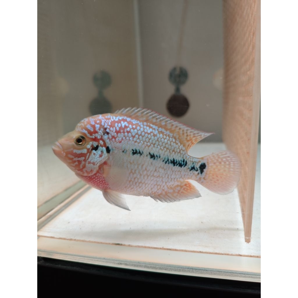 Louhan GB Kamfa F2 12cm Import Thailand