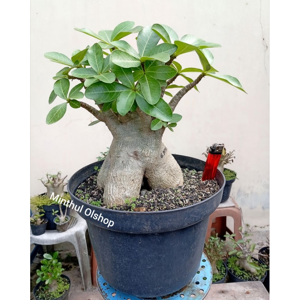 Adenium arabicum karakter cabang brutal size jumbo pot 30 real pict