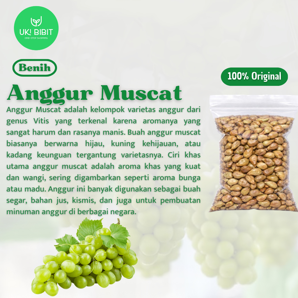 ( 3 Butir ) Benih Biji Anggur Muscat | Anggur Shine Muscat | Mango Grape