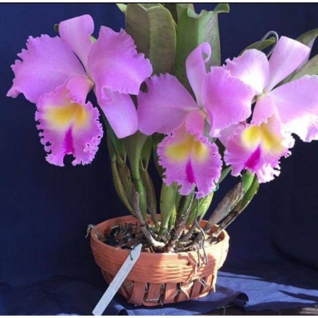 tanaman hias anggrek Cattleya