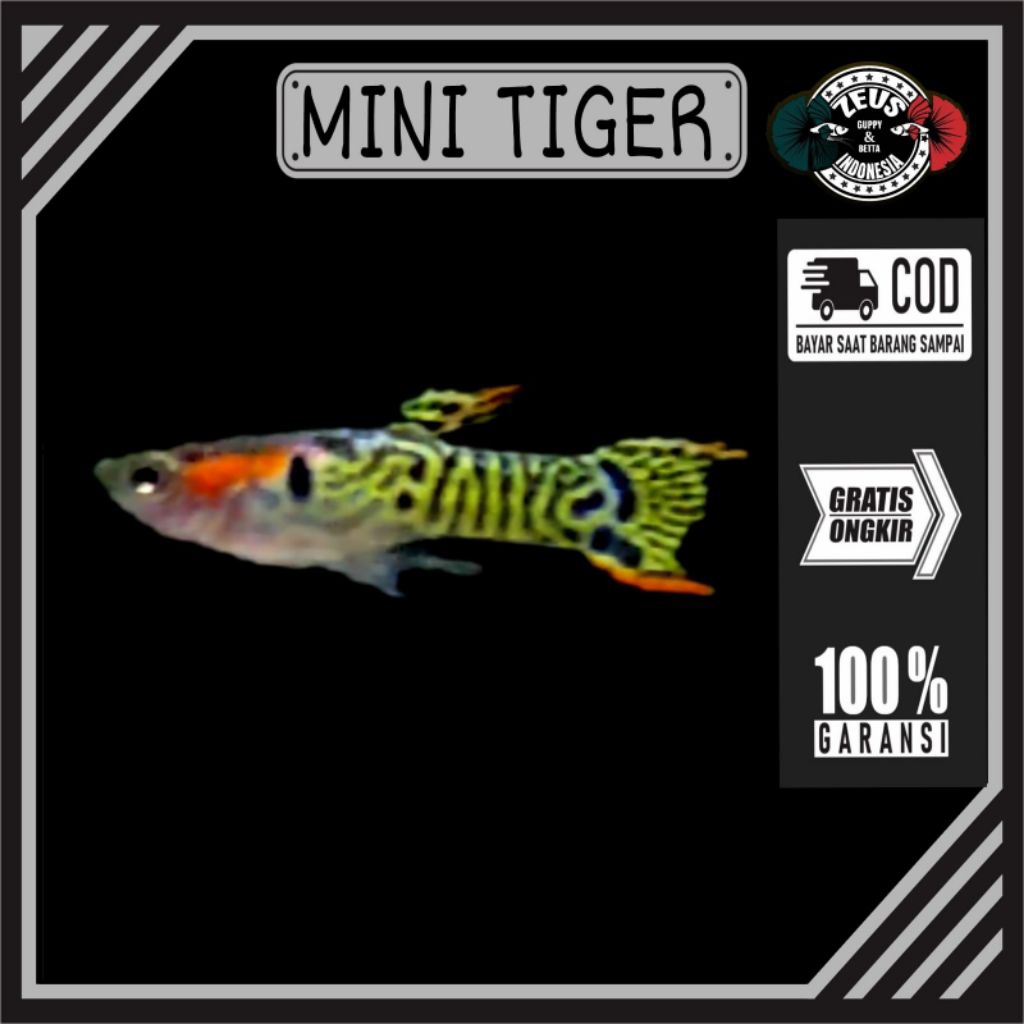 Endler Mini Tiger