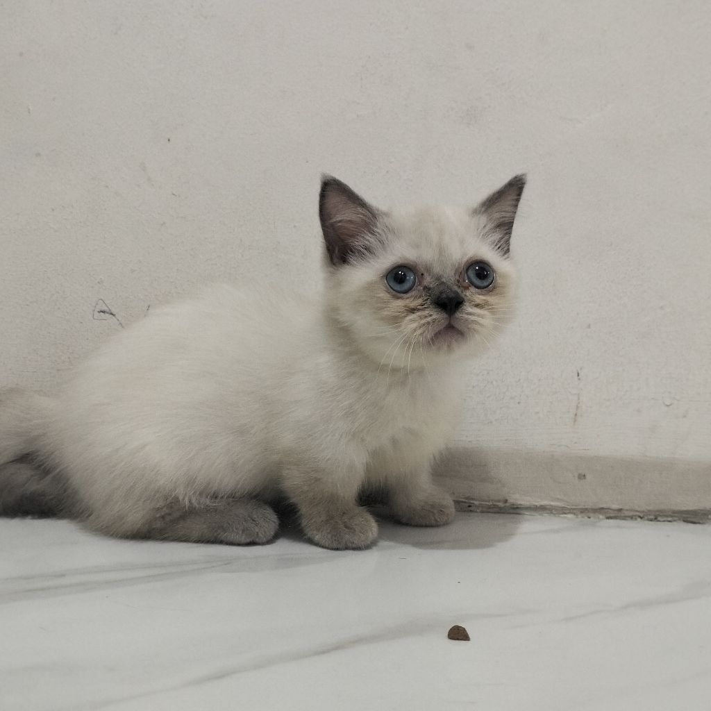 Kucing Munchkin
