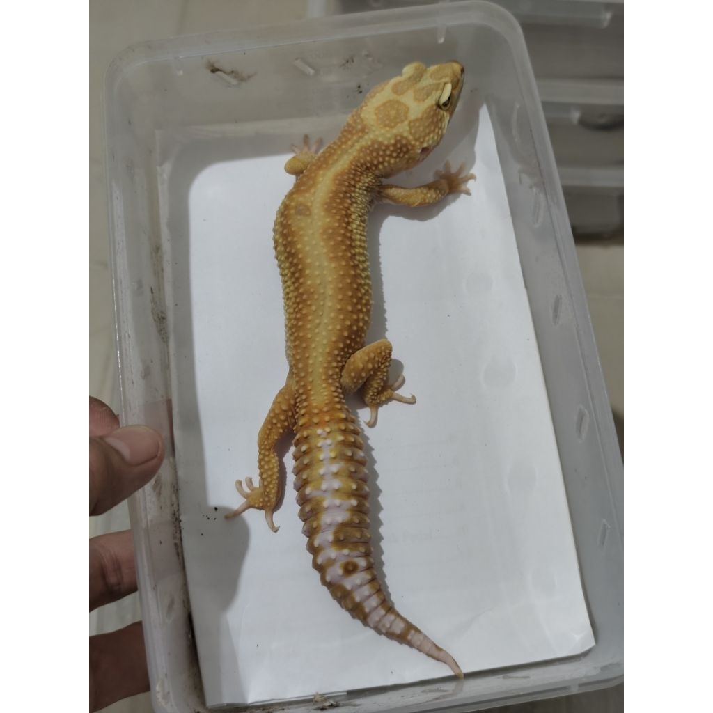 mainan leopard gecko aptor red stripe rs
