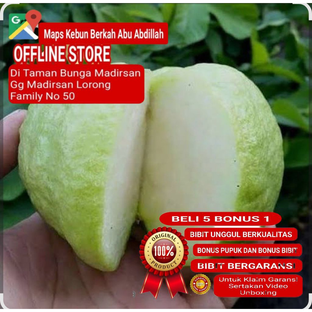 Bibit Jambu Kristal Putih Non Biji Cangkok Sangat Cepat Berbuah