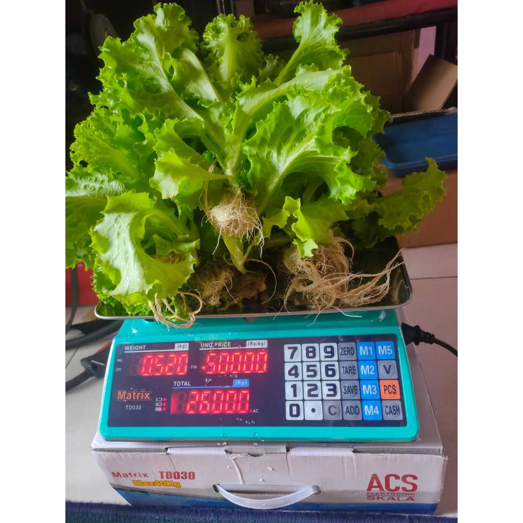 Sayur Hidroponik