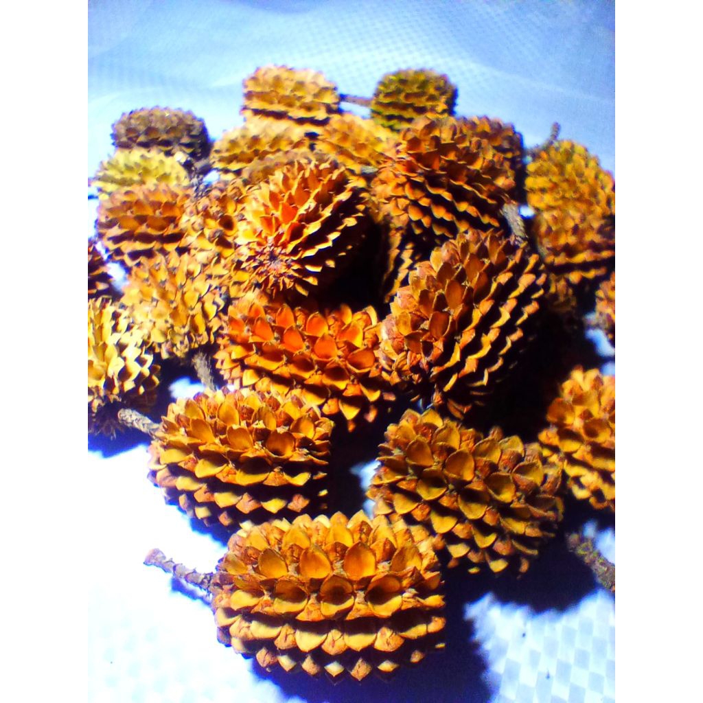 cemara laut bunga biji Cemara kering