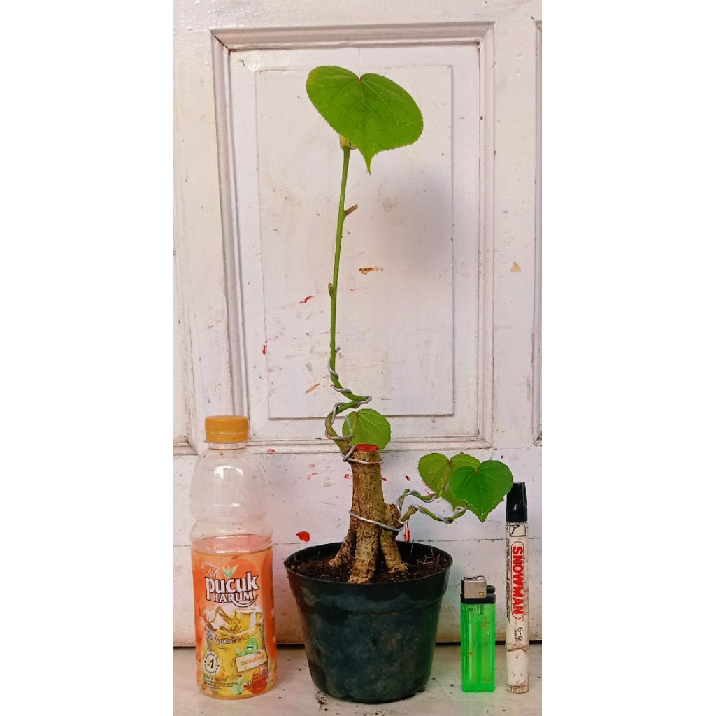 waru India subur fresh 30.000 program akar mantap