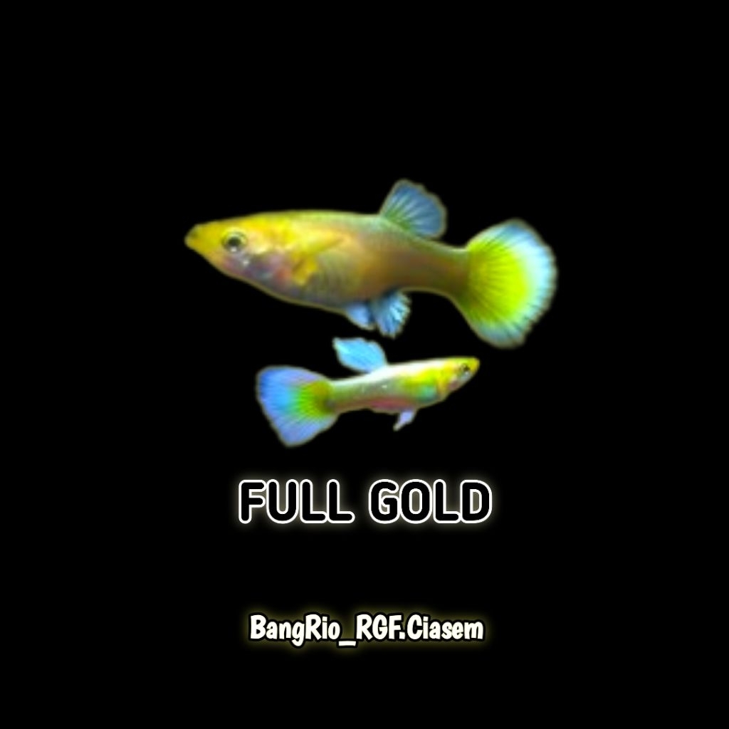Hiasan akuarium 1 pasang ikan guppy full gold